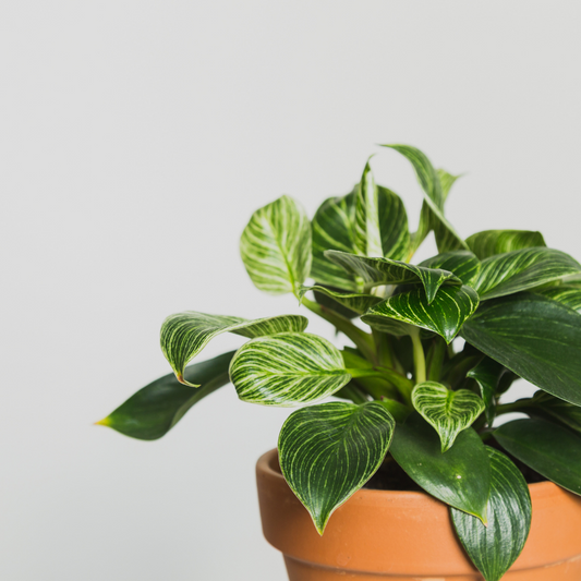 Discover the Philodendron Birkin: A Stellar Addition to Your Indoor Plant Collection