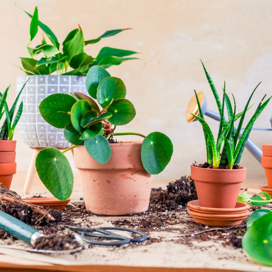 Refreshing Your Home with Air Purifying Houseplants for the New Year