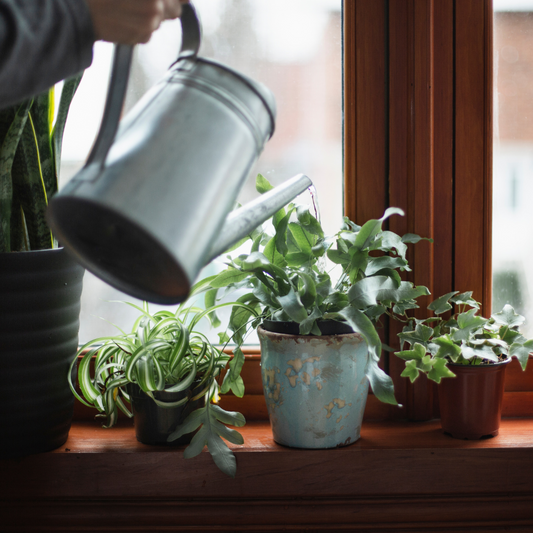 Watering 101: How to Properly Water Your Indoor Plants