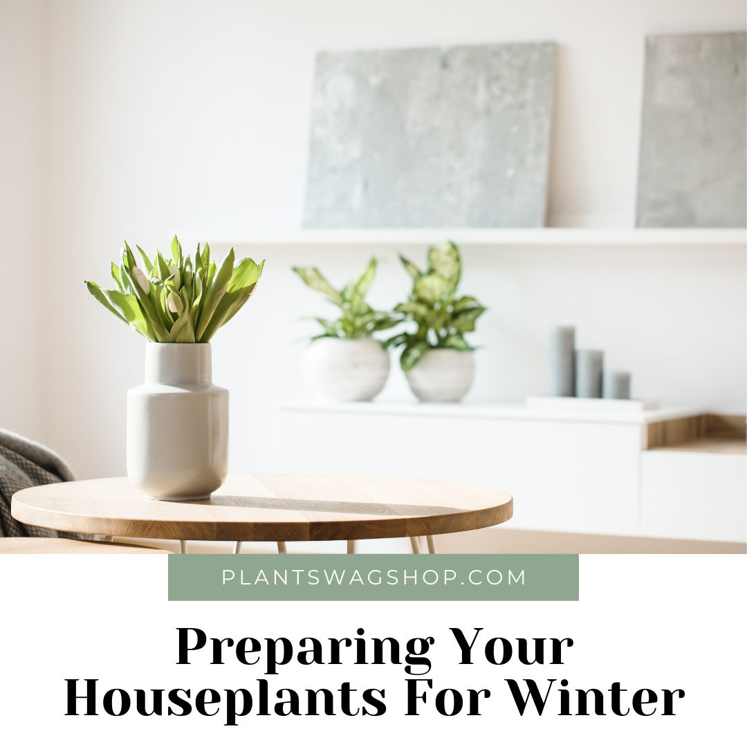PREPARING YOUR HOUSEPLANTS FOR WINTER