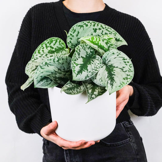 corporate plant gifts