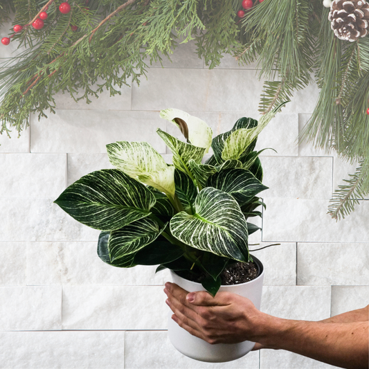 perfect houseplants for the holidays