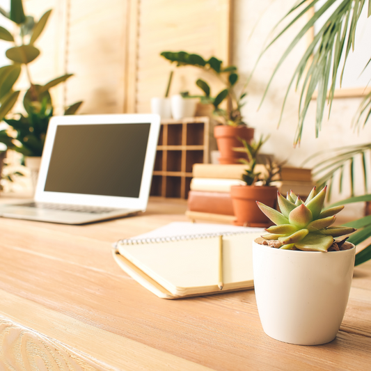 Improving Office Morale with Plants