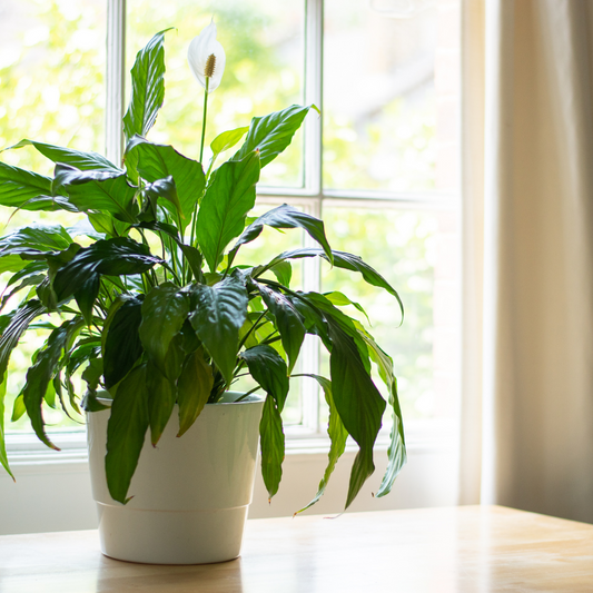 Creating an Inspiring Workspace for the New Year with Houseplants