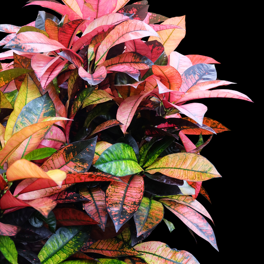 Transform Your Home with Fall Decor: A Guide to Seasonal Greenery