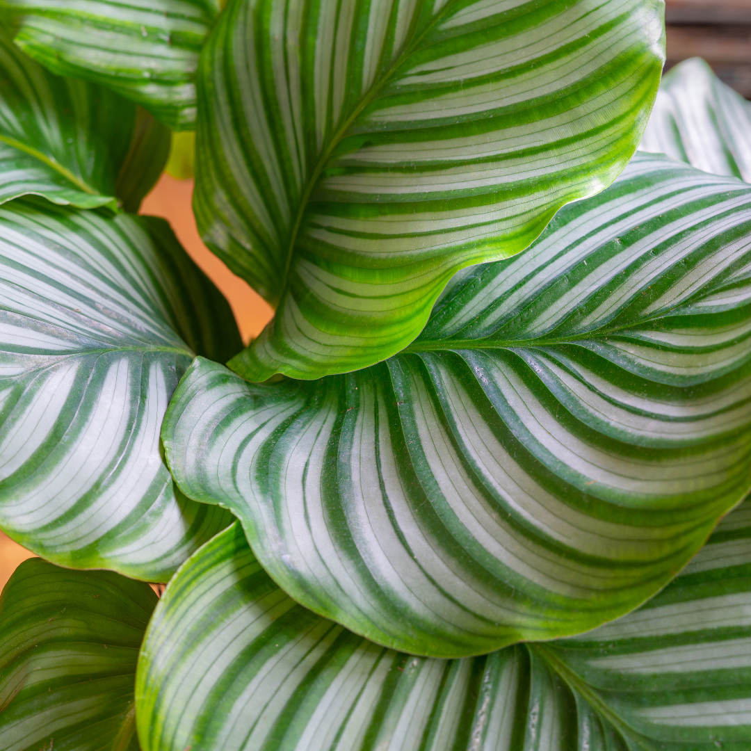 Calatheas