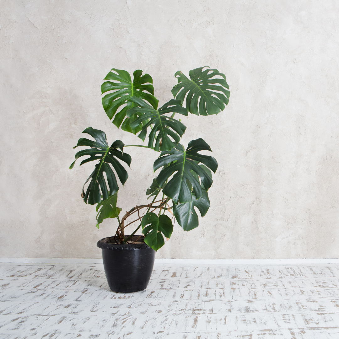 Buy Philodendron Plants Online | Live Philodendrons