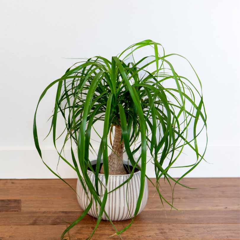 spider plant palm tree Buy Palm Ponytail Plant