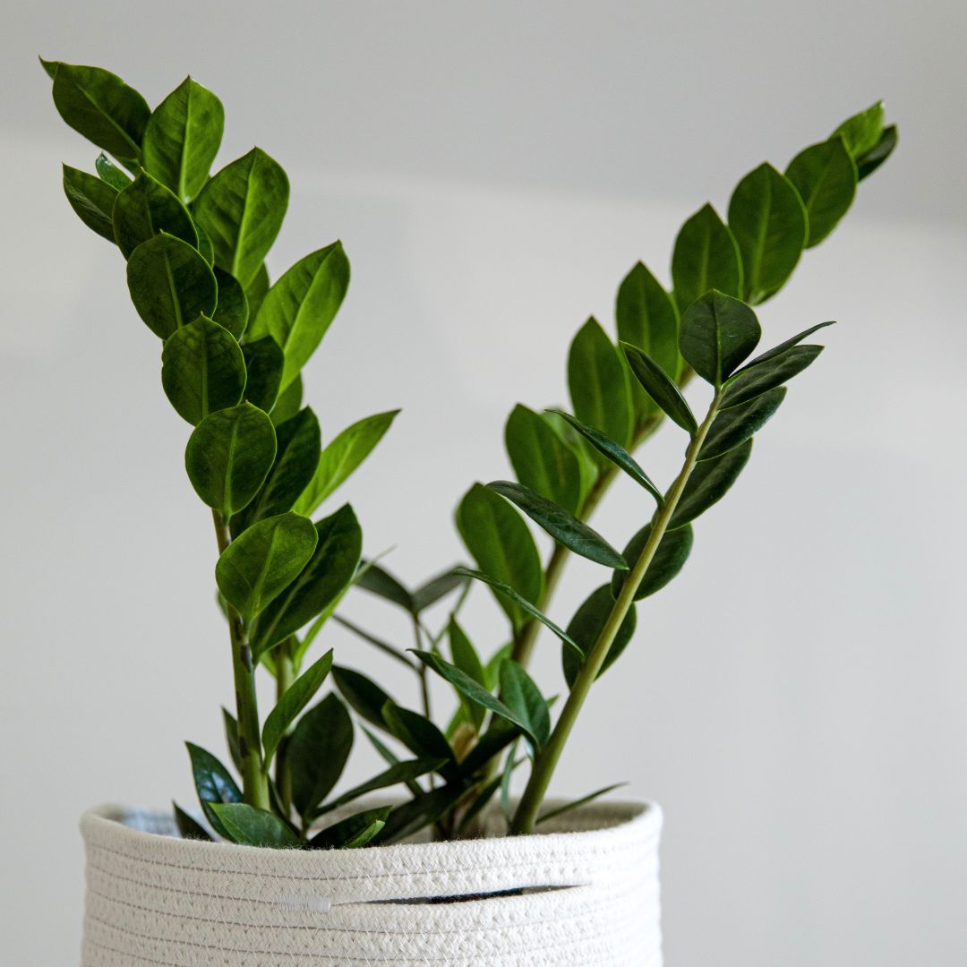 Easy Care Variety Bundle