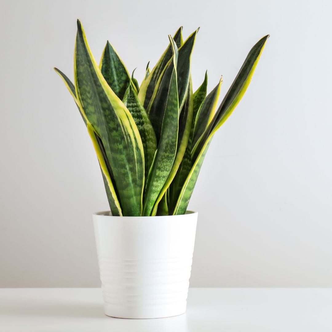 Easy Care Variety Bundle
