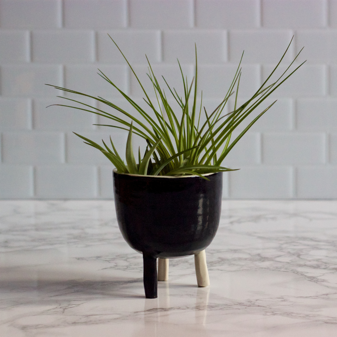 Variety of tillandsias in a monthly air plant subscription package.