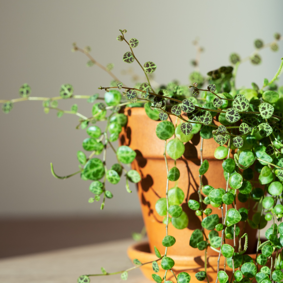 indoor string plants Buy Peperomia Prostrata String of Turtles