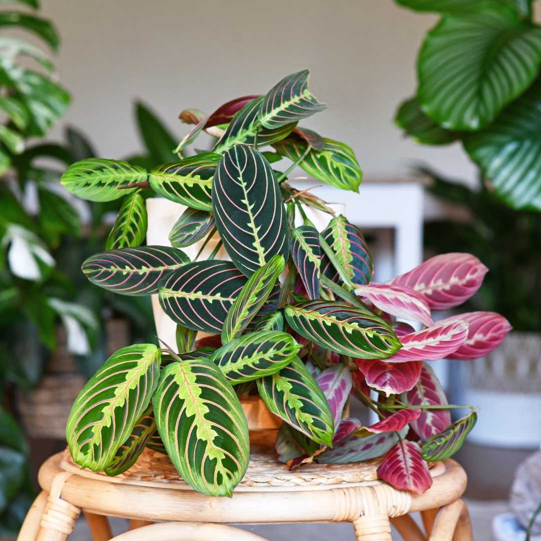 plant prayer Hirt's Red Prayer Plant - Maranta