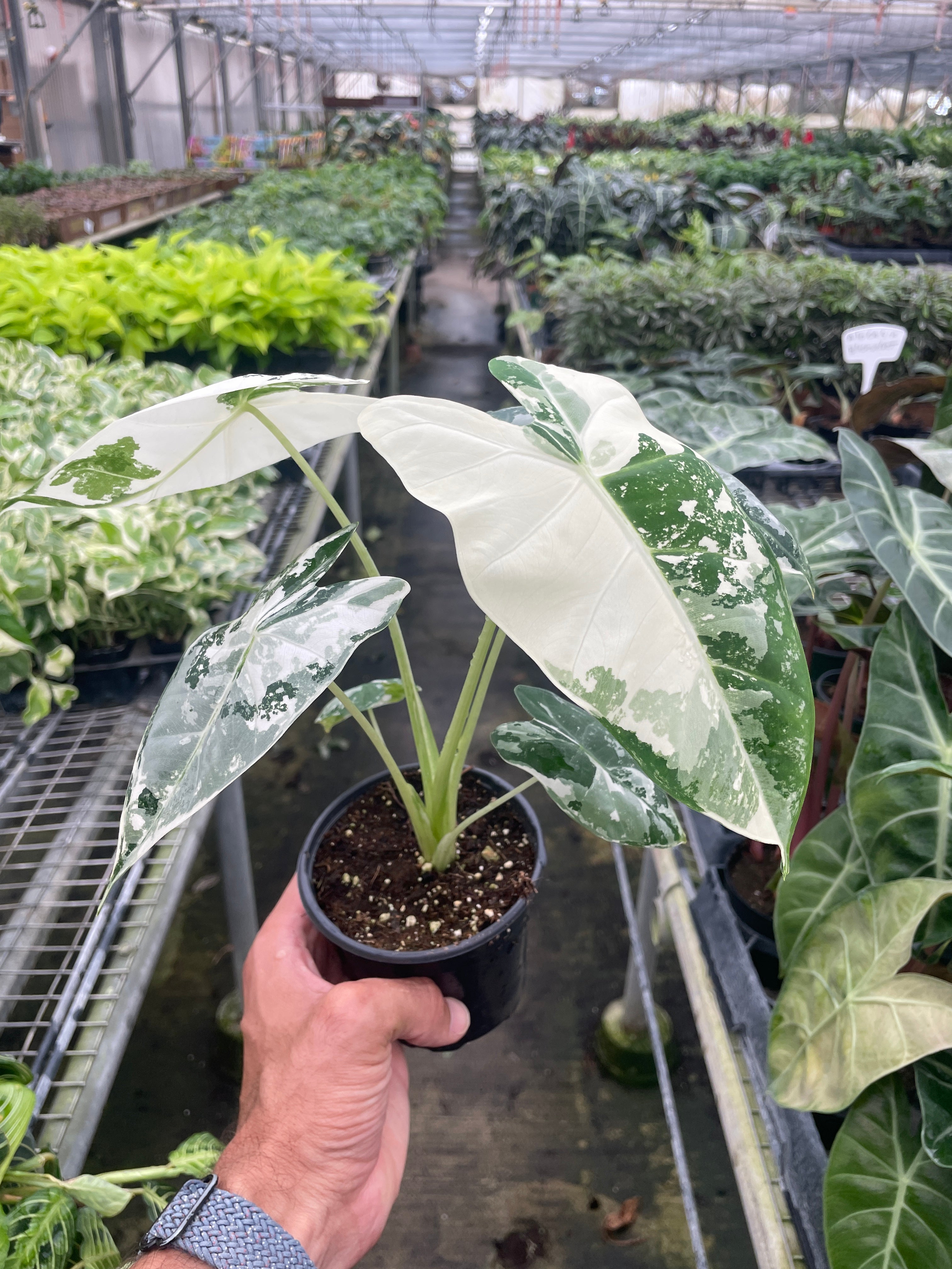 anthurium frydek Buy Alocasia Micholitziana Frydek Variegated - 4 Pot