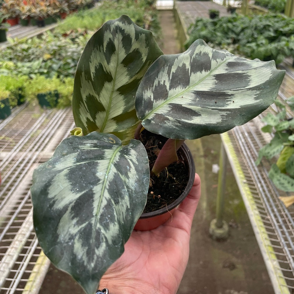 calathea kennedy