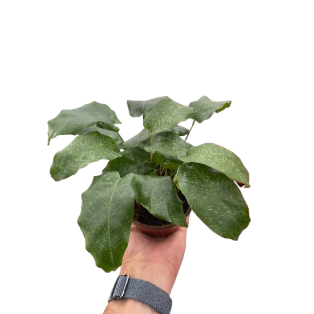 Calathea Musaica indoor plant