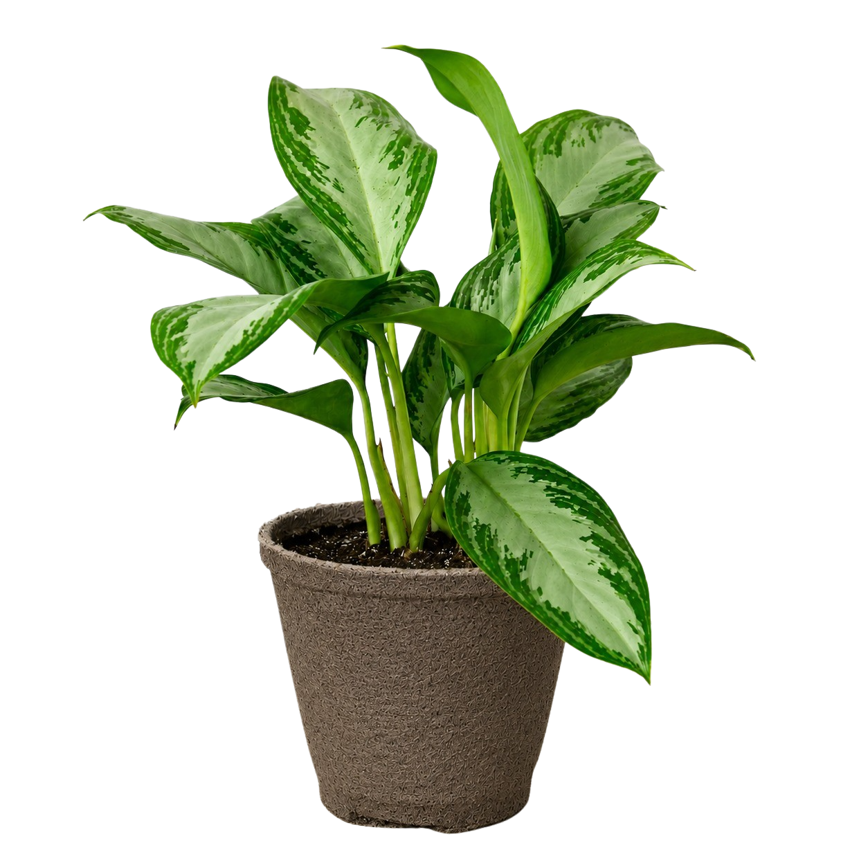 Chinese Evergreen 'Silver Bay'