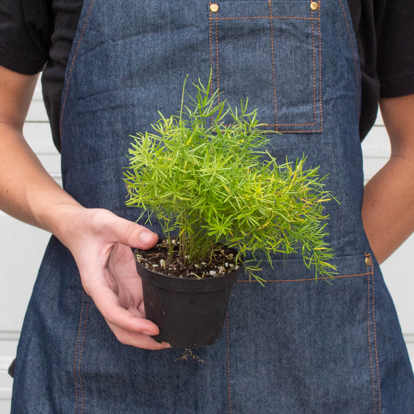 Fern 'Sprengeri', asparagus fern