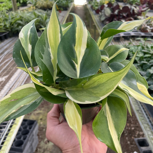 philodendron silver stripe