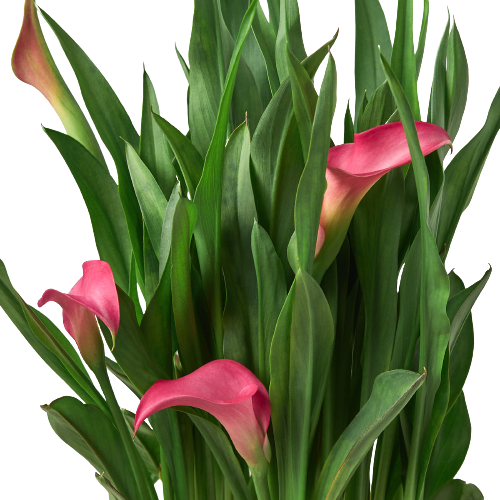 Calla Lily indoor plant