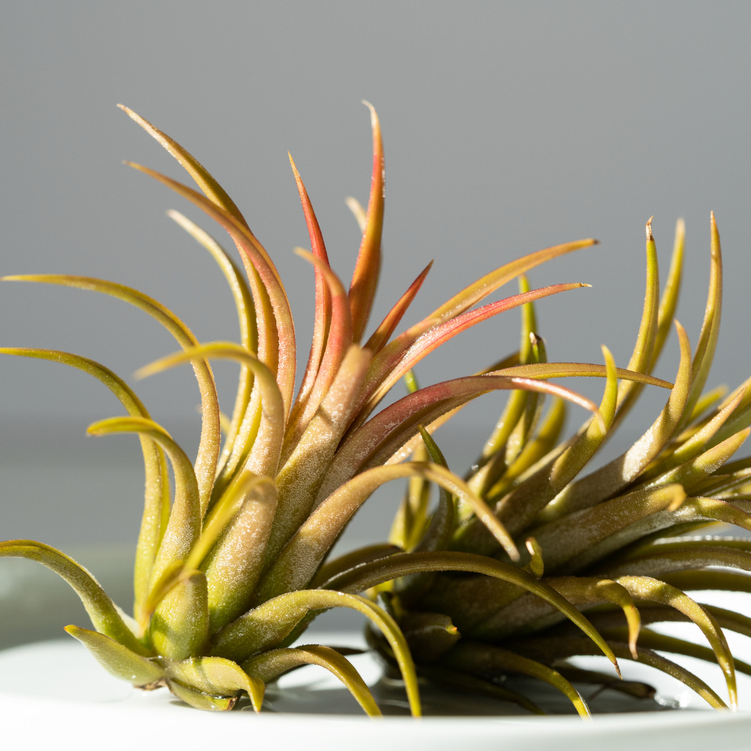 Tillandsia Air Plant Variety w/ Spray - 6 Pack