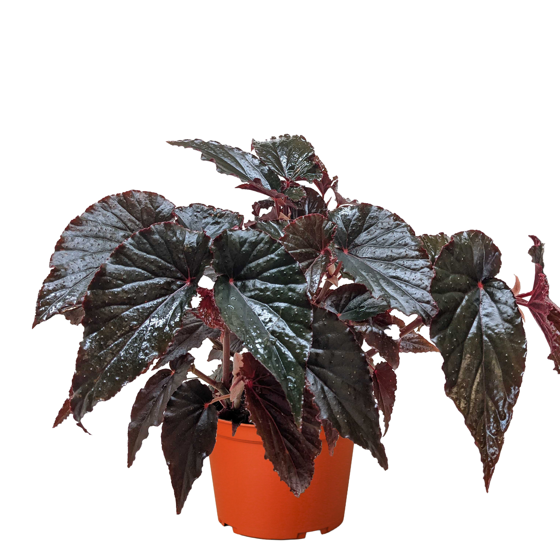 black magic indoor plant Buy Begonia Black Magic