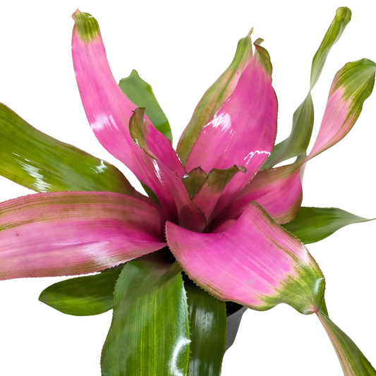 Bromeliad 'Donna'