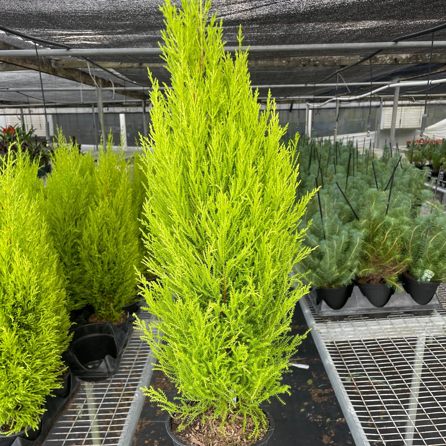 Cypress Lemon