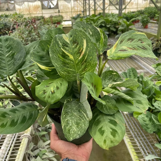 Maranta Variegated 'Beauty Kim' Media 2 of 2