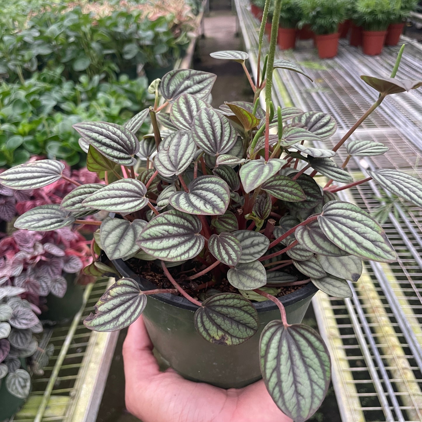 A hand holding a potted Peperomia 'Rugosa' plant with striped green and red leaves, commonly known as Peperomia 'Picollo Banda'.
