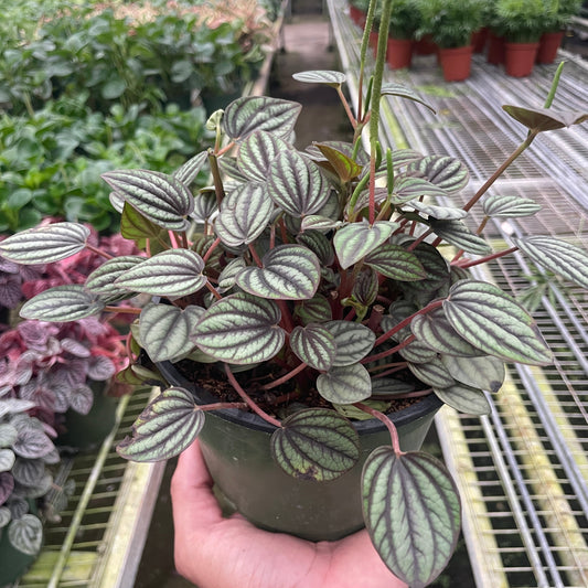 A hand holding a potted Peperomia 'Rugosa' plant with striped green and red leaves, commonly known as Peperomia 'Picollo Banda'.