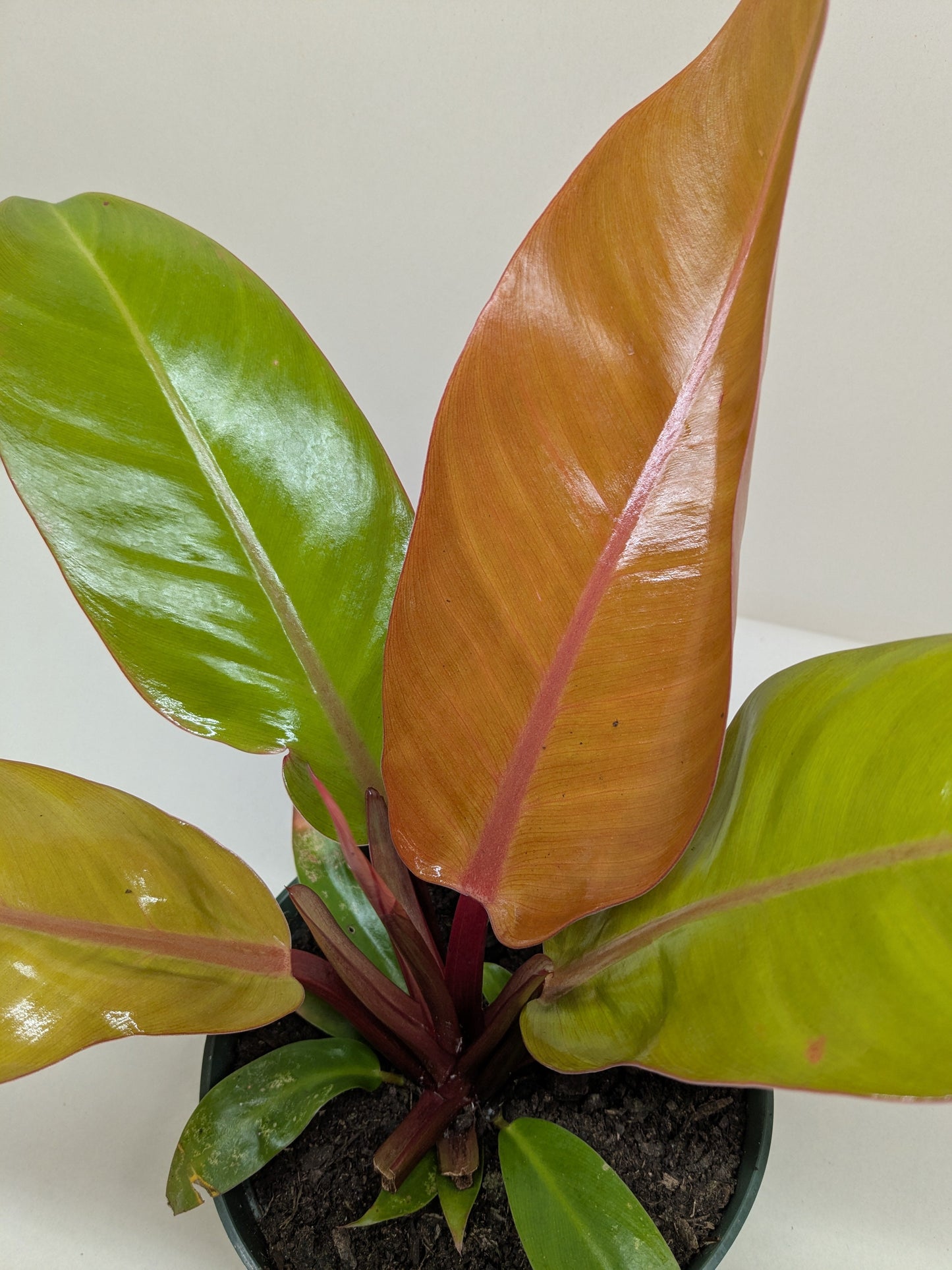 Philodendron Prince of Orange indoor plant