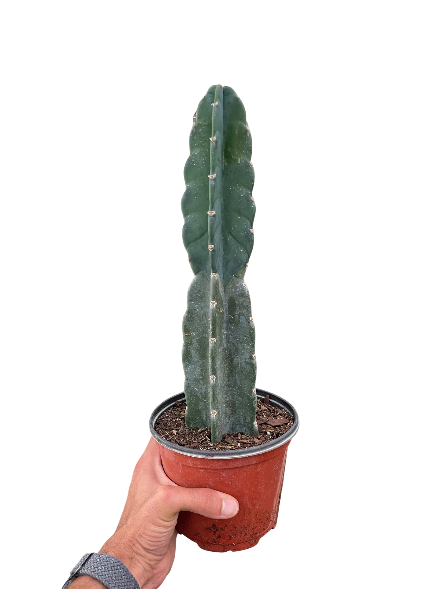 Succulent Cereus Cuddly Cactus indoor plant
