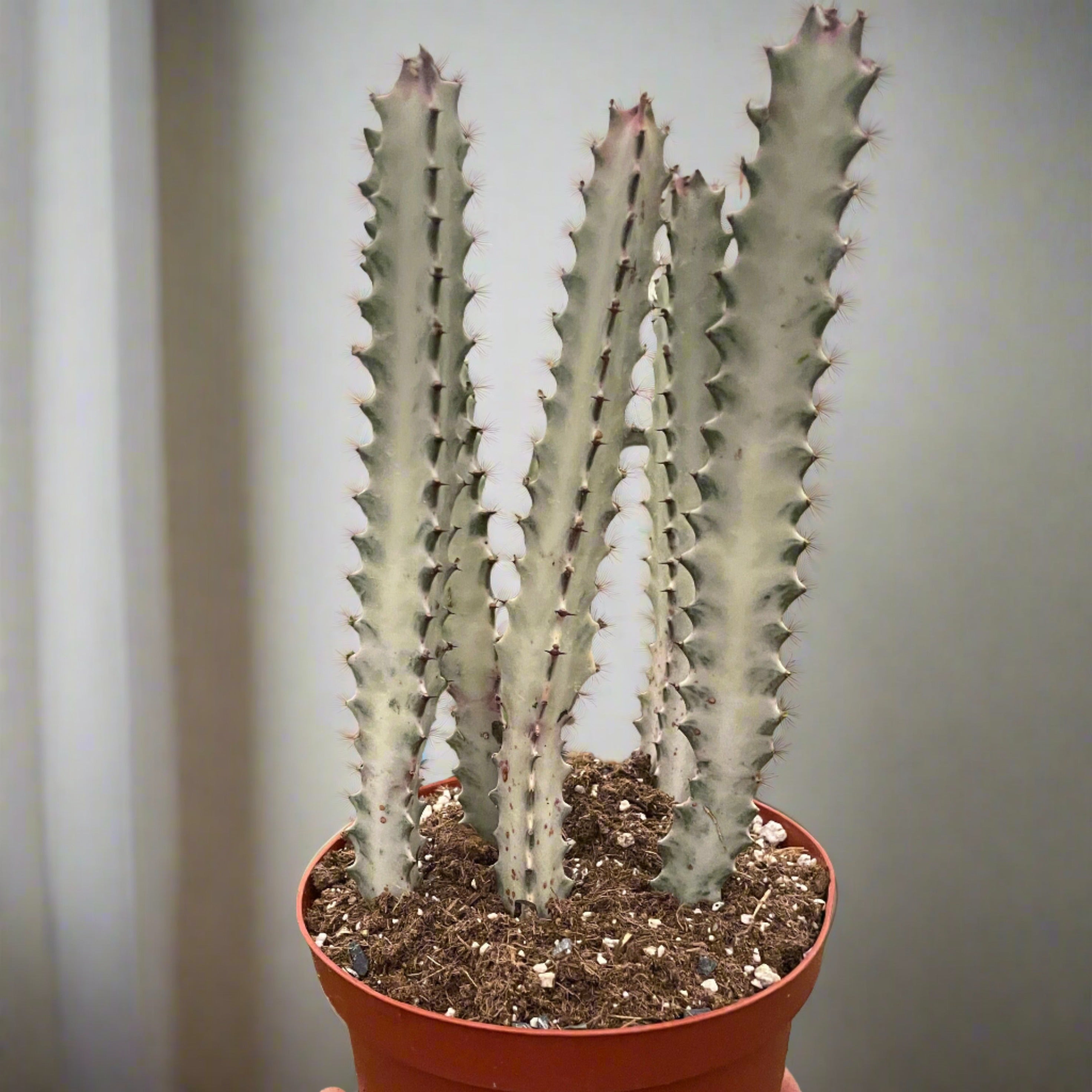 succulent dragon plant Dragon Bone Tree (Euphorbia lactea) Live Houseplant 4" Pot