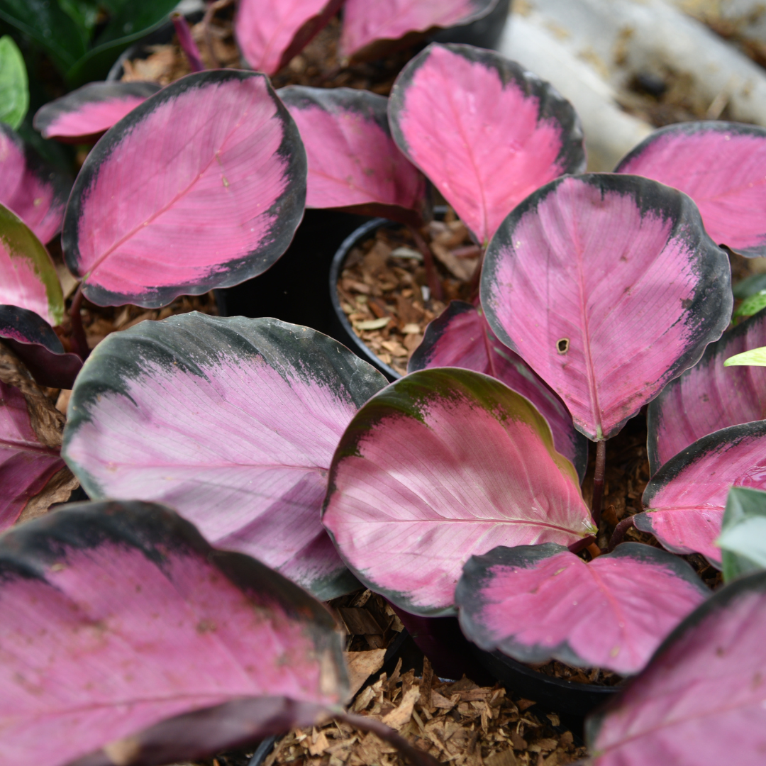 Calathea Rosy ‘Purple Rose'