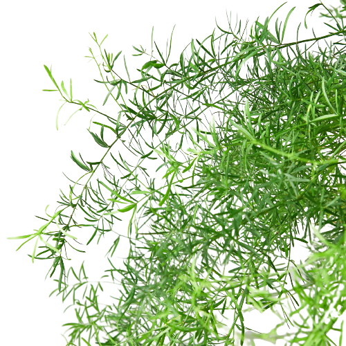 Fern 'Sprengeri', asparagus fern