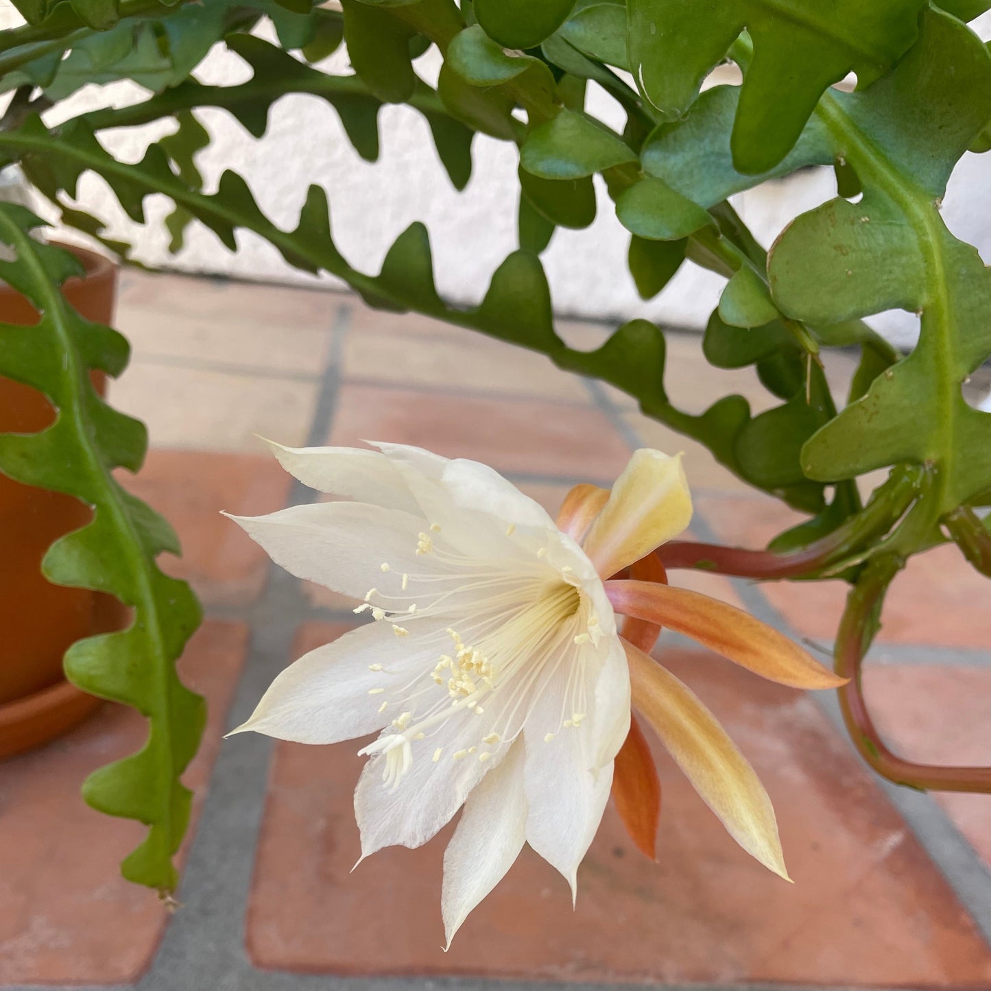 ric rac cactus houseplant