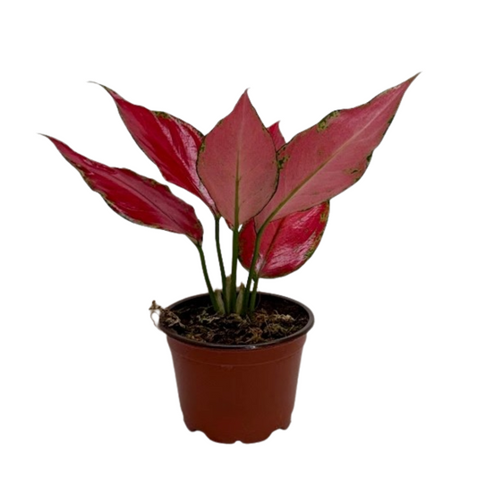 Chinese Evergreen 'Ruby Garuda'