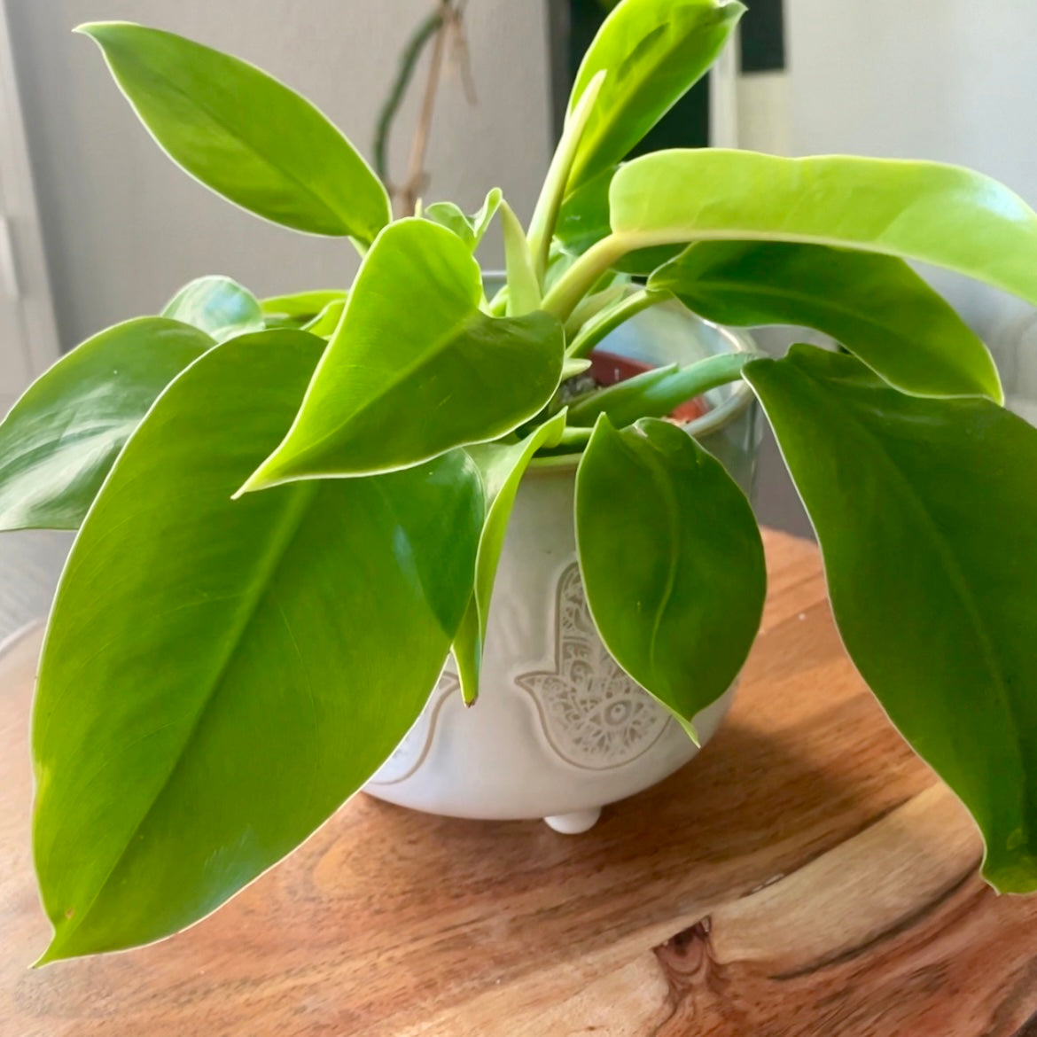moonlight pothos plant Philodendron Moonlight (Regular)