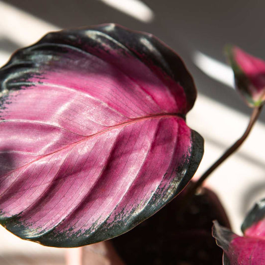 Calathea Rosy ‘Purple Rose'