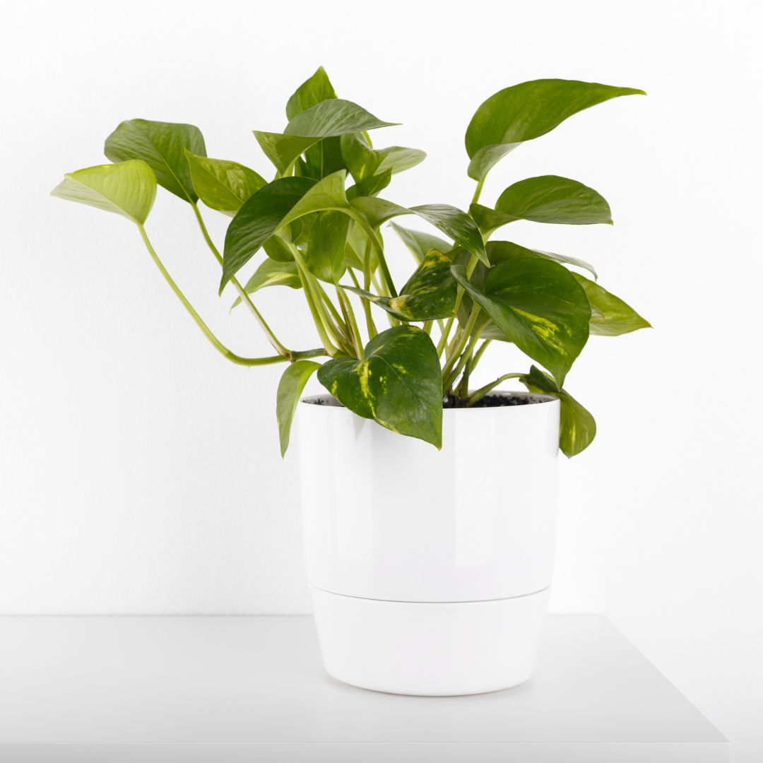 light green pothos Pothos 'Green Queen' 6" Pot