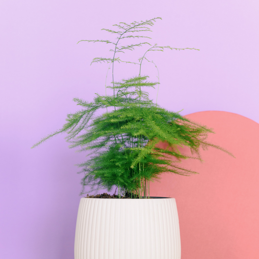 Fern 'Sprengeri', asparagus fern