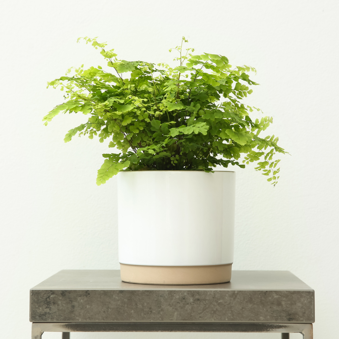 Maidenhair Fern