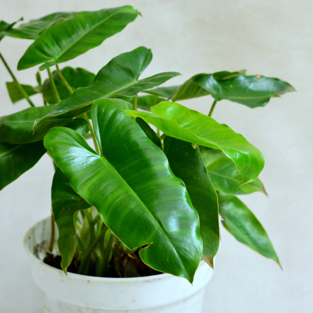 is philodendron billietiae rare Buy Rare Philodendron Billietiae