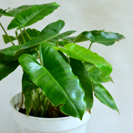 Philodendron 'Billietiae'