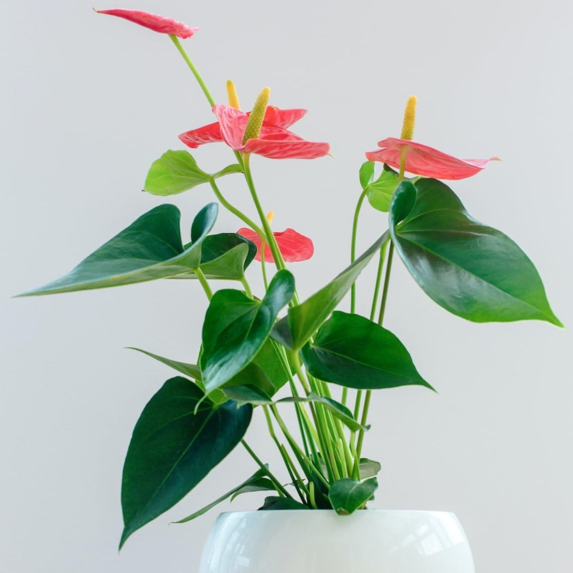 anthurium pink plant Anthurium 'Pink' 6" Pot