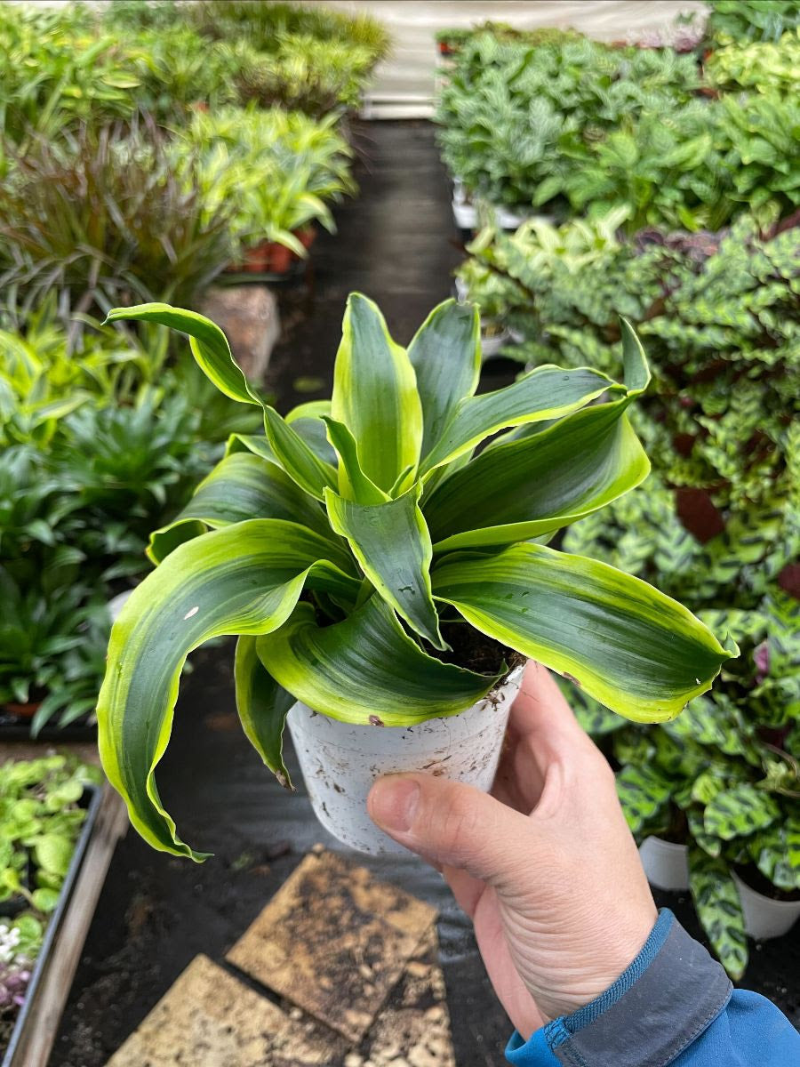 Dracaena 'Tornado'