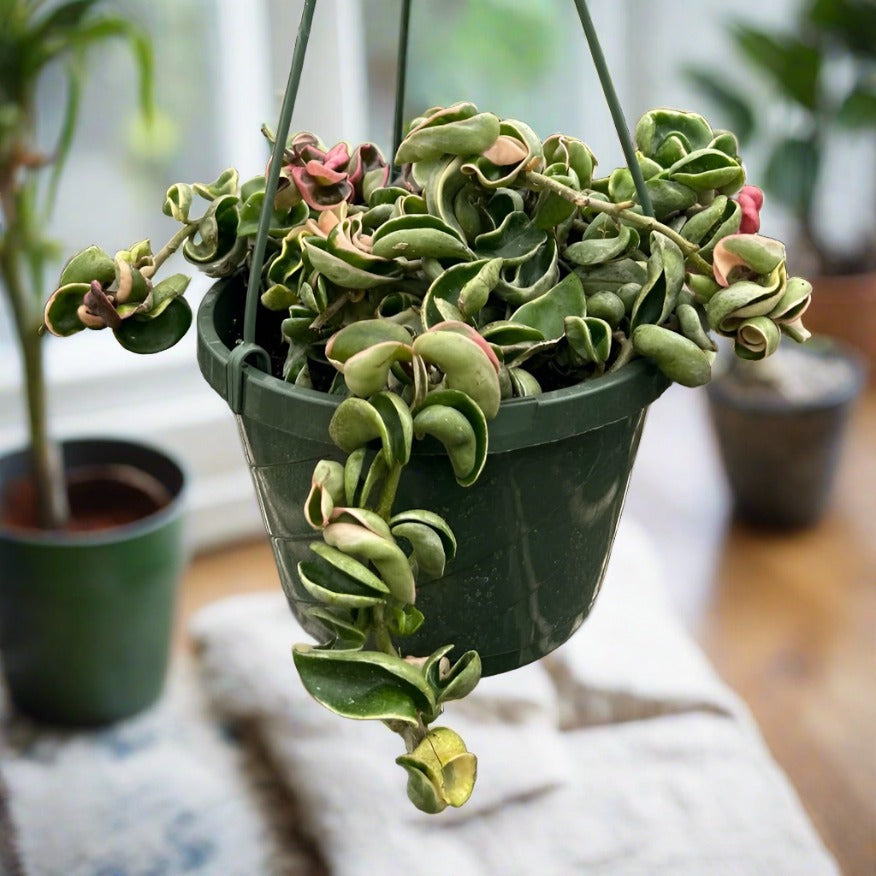 Hoya 'Rope Plant' Variegated Rare Media 4 of 5