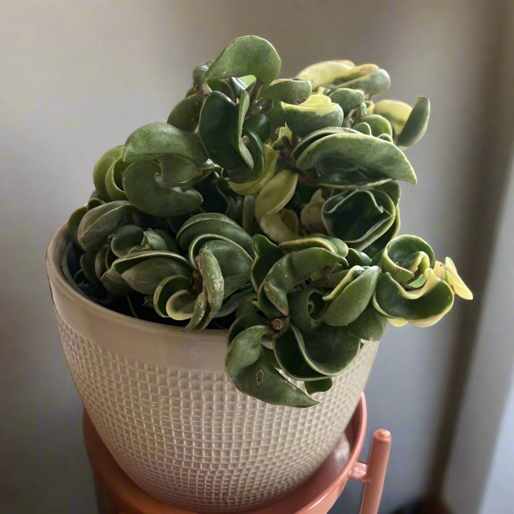 Hoya 'Rope Plant' Variegated Rare Media 4 of 5