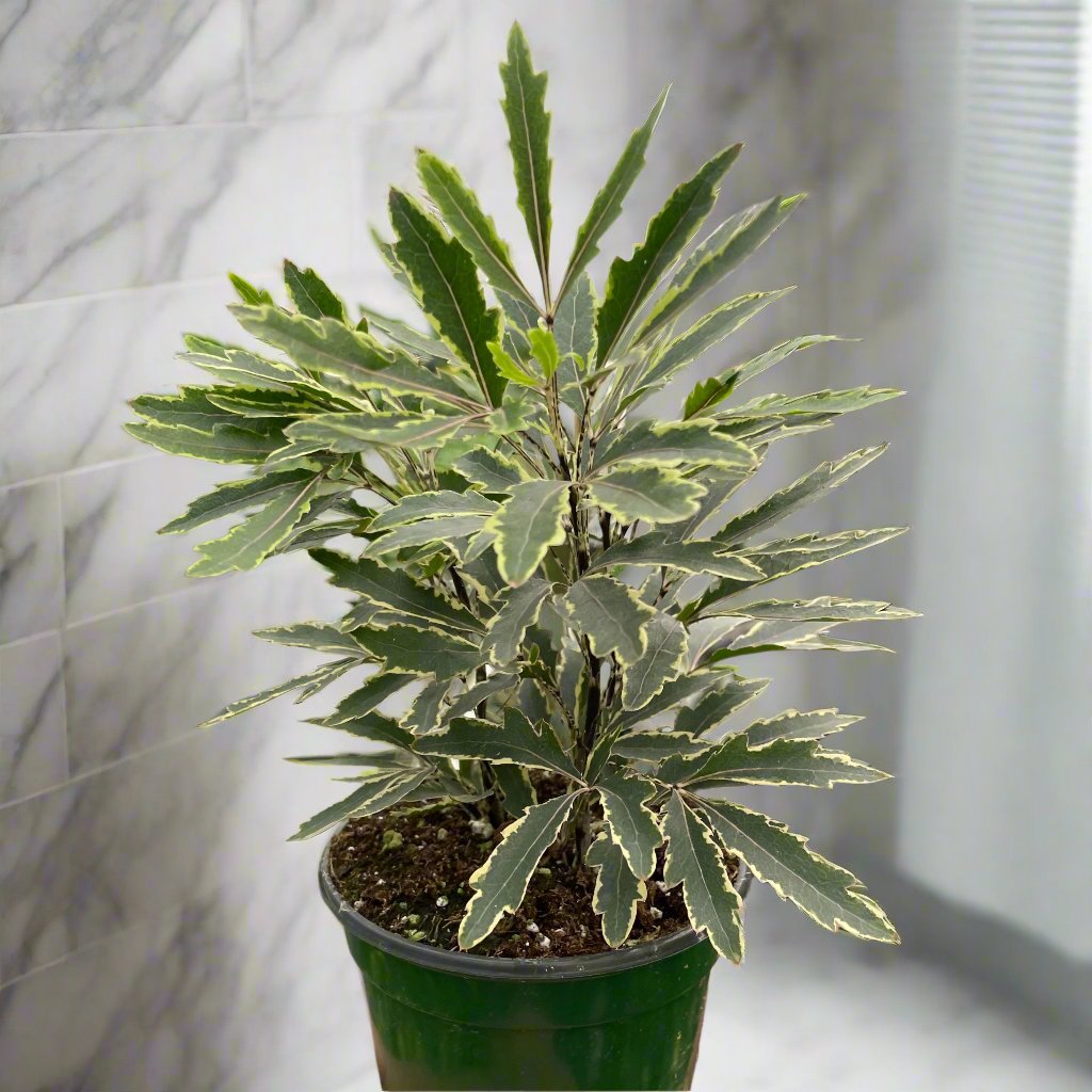 is aralia indoor plant Wekiva Foliage Aralia Bianca-Live Starter Plant in a 2 Inch Pot-Dizygotheca Elegantissima-Variagated Fast Growing Hardy Evergreen